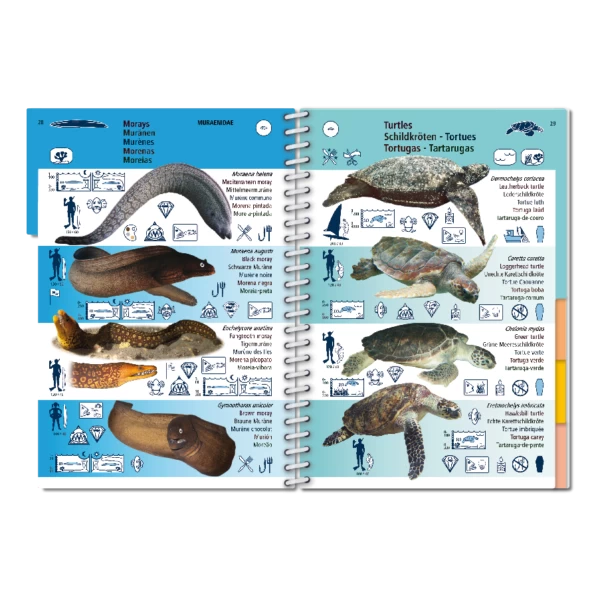 LIVRE PICTOLIFE MACARONESIE Immergeable 4 LIVRE PICTOLIFE MACARONESIE Immergeable – Image 2